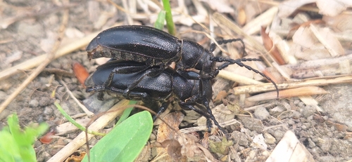 Dorcadion aethiops