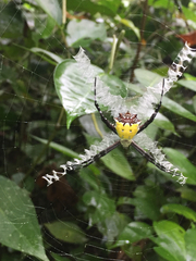 Argiope submaronica