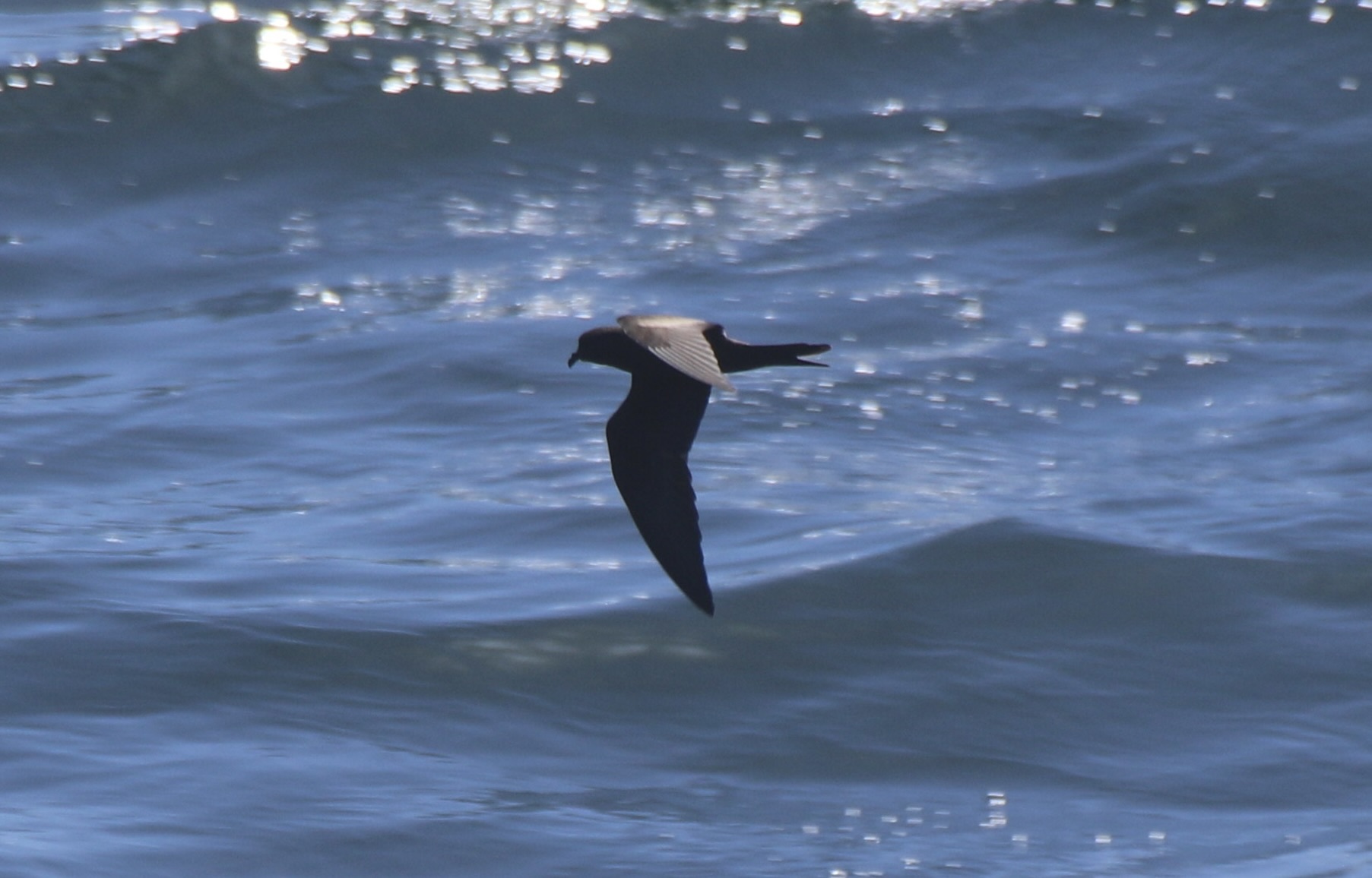 Black Storm Petrel (Hydrobates melania), photo 6