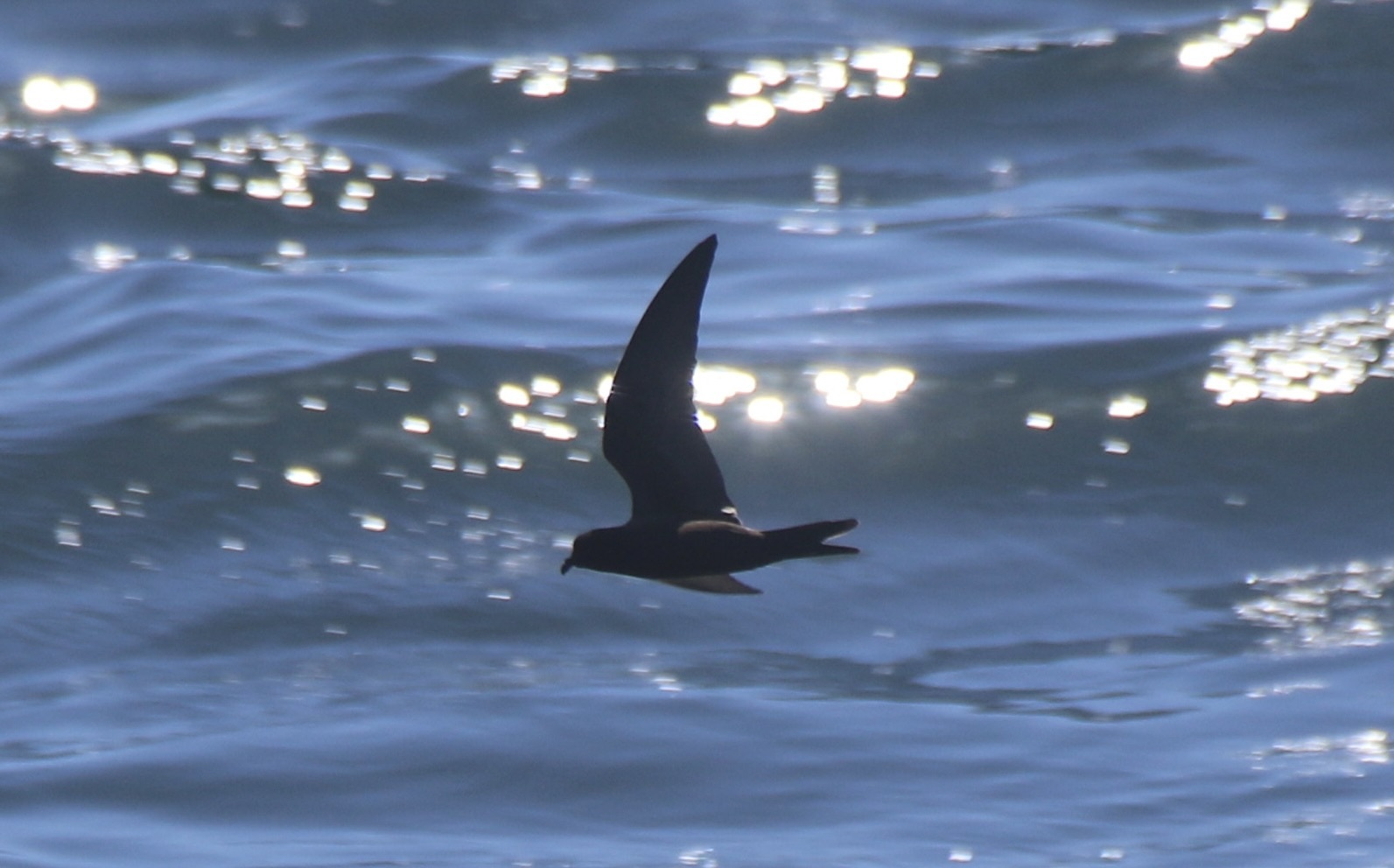 Black Storm Petrel (Hydrobates melania), photo 7