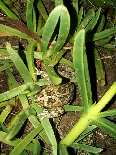Guttural Toad