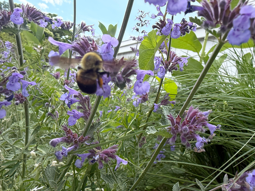 Brown-belted Bumble Bee