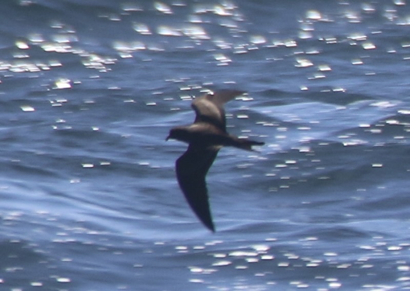 Black Storm Petrel (Hydrobates melania), photo 8