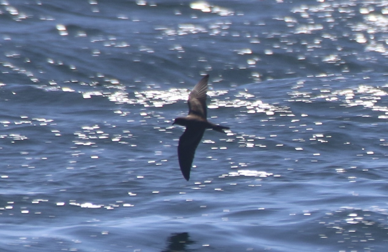 Black Storm Petrel (Hydrobates melania), photo 9