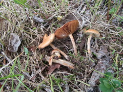 Inocybe dulcamara