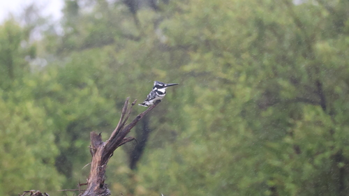 iNaturalist: (c) Chris Springsfeld, some rights reserved (CC BY-NC), uploaded by Chris Springsfeld iNaturalist image