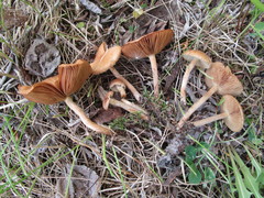 Inocybe dulcamara