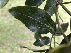 Cinnamomum yabunikkei