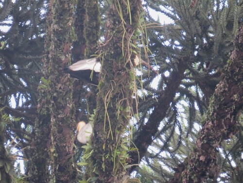 Buff-necked Ibis