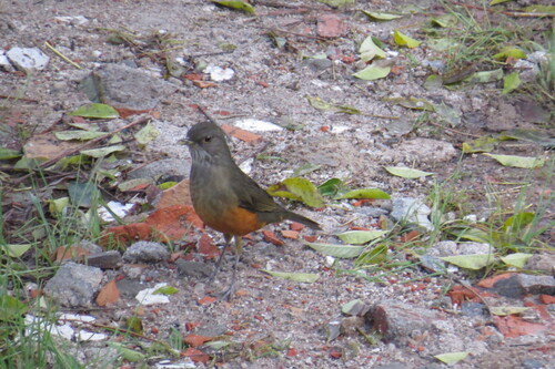Rufous-bellied Thrush