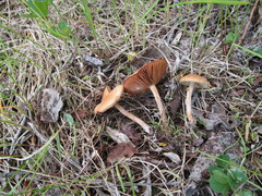 Inocybe dulcamara