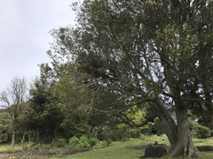 Cinnamomum yabunikkei