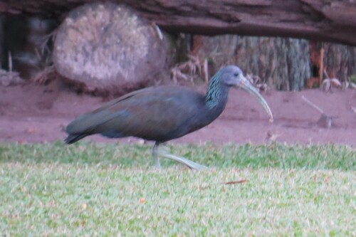 Green Ibis