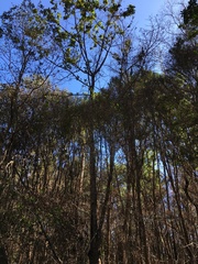 Gmelina leichhardtii