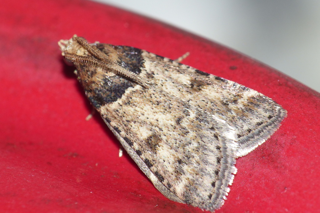 Basal Pyrale