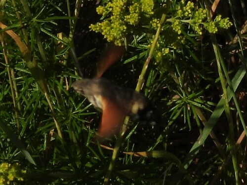 Eurasian Hummingbird Hawkmoth