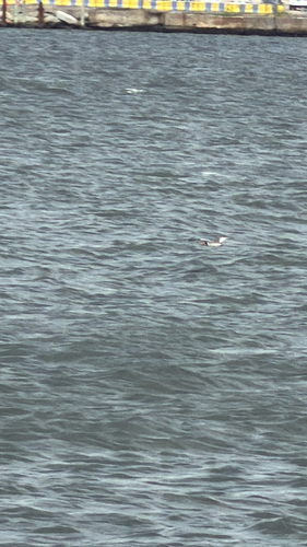 American Oystercatcher