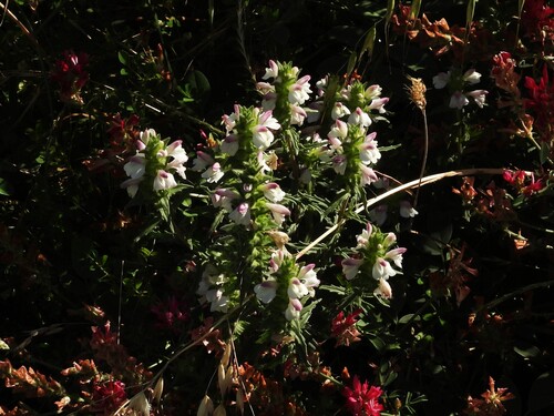 Mediterranean lineseed