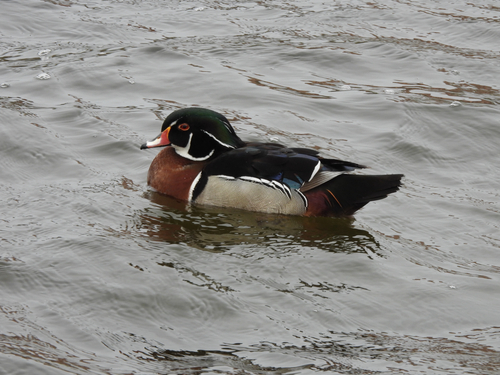 Wood Duck
