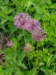 Allium rosenorum, photograph (c) Марина Давлетшина, some rights reserved (CC BY)
