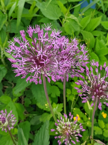 Allium rosenorum, photograph 4