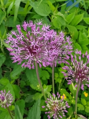 Allium rosenorum, photograph (c) Марина Давлетшина, some rights reserved (CC BY)