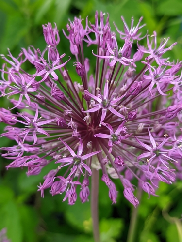 Allium rosenorum, photograph 5