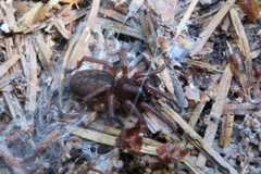 Coelotes atropos
