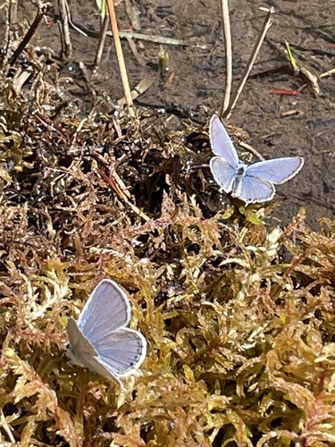 Western Tailed-Blue