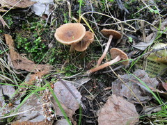 Inocybe lacera