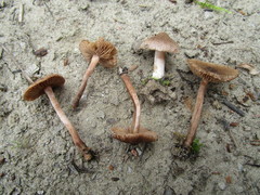 Inocybe lacera