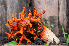 Lysurus corallocephalus