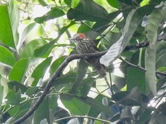 Chloropicus gabonensis