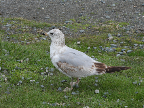 Ring-billed Gull