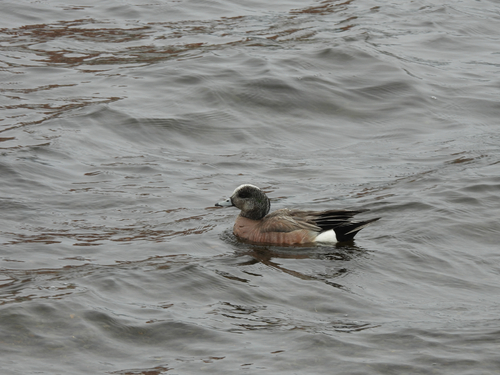 American Wigeon