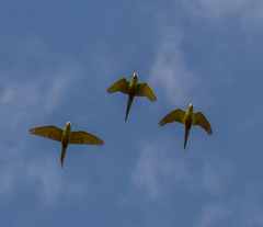 Orthopsittaca manilatus