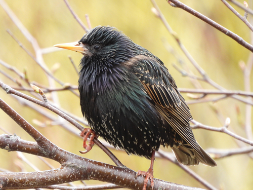 European Starling