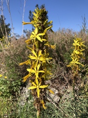 Asphodeline