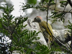 Chloropicus gabonensis