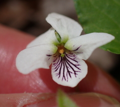 Viola minuscula, photograph (c) Steven Lamonde, some rights reserved (CC BY)