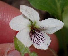 Viola minuscula, photograph (c) Steven Lamonde, some rights reserved (CC BY)