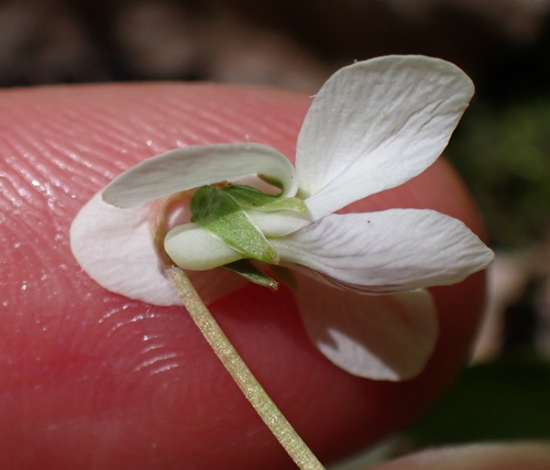 Viola minuscula, photograph 5