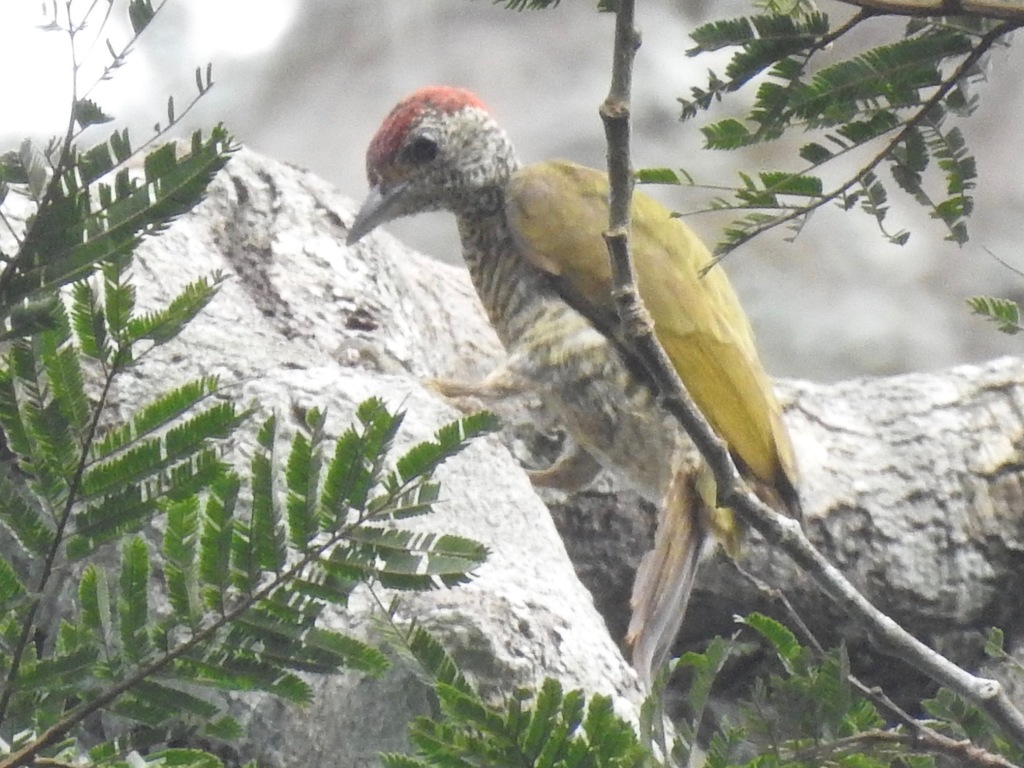 Gabon Woodpecker