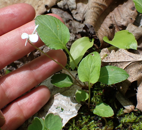 Viola minuscula, photograph 6