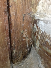 Pachydactylus weberi