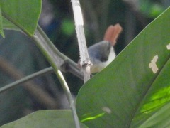 Erythrocercus mccallii