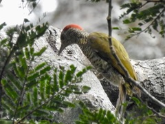 Chloropicus gabonensis