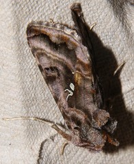 Autographa pulchrina