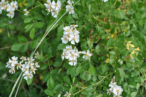 multiflora rose