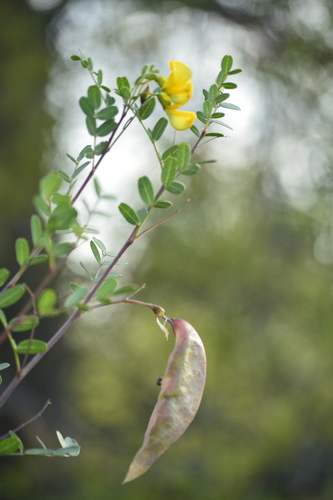 Colutea arborescens hispanica